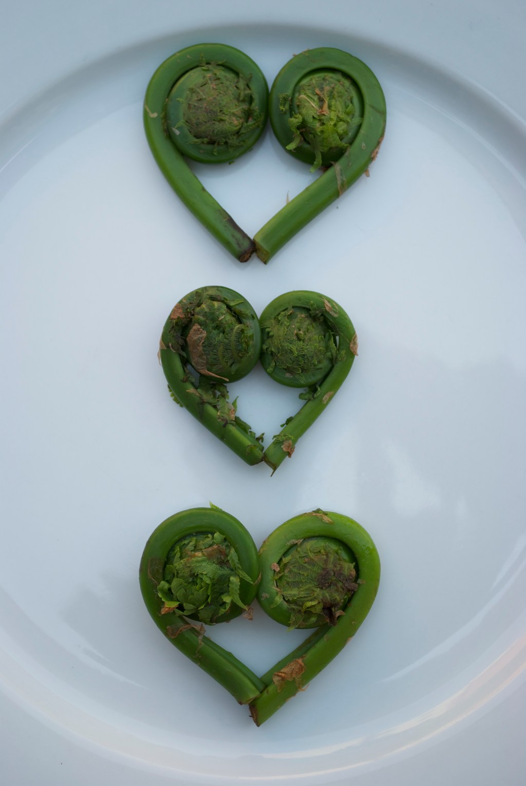 Fiddlehead Ferns